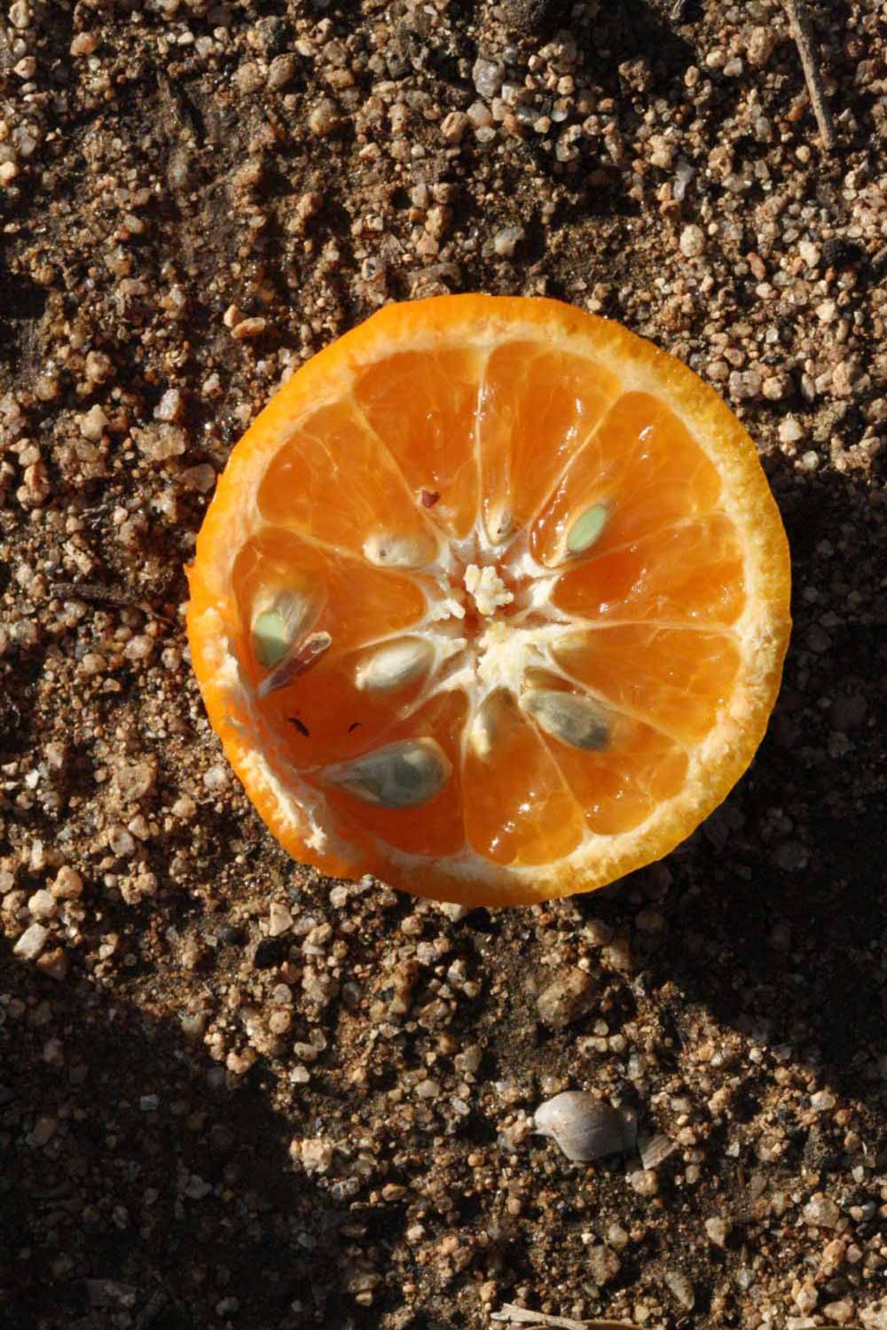              Fruit cross-section (Algerian, Riverside, CA)       